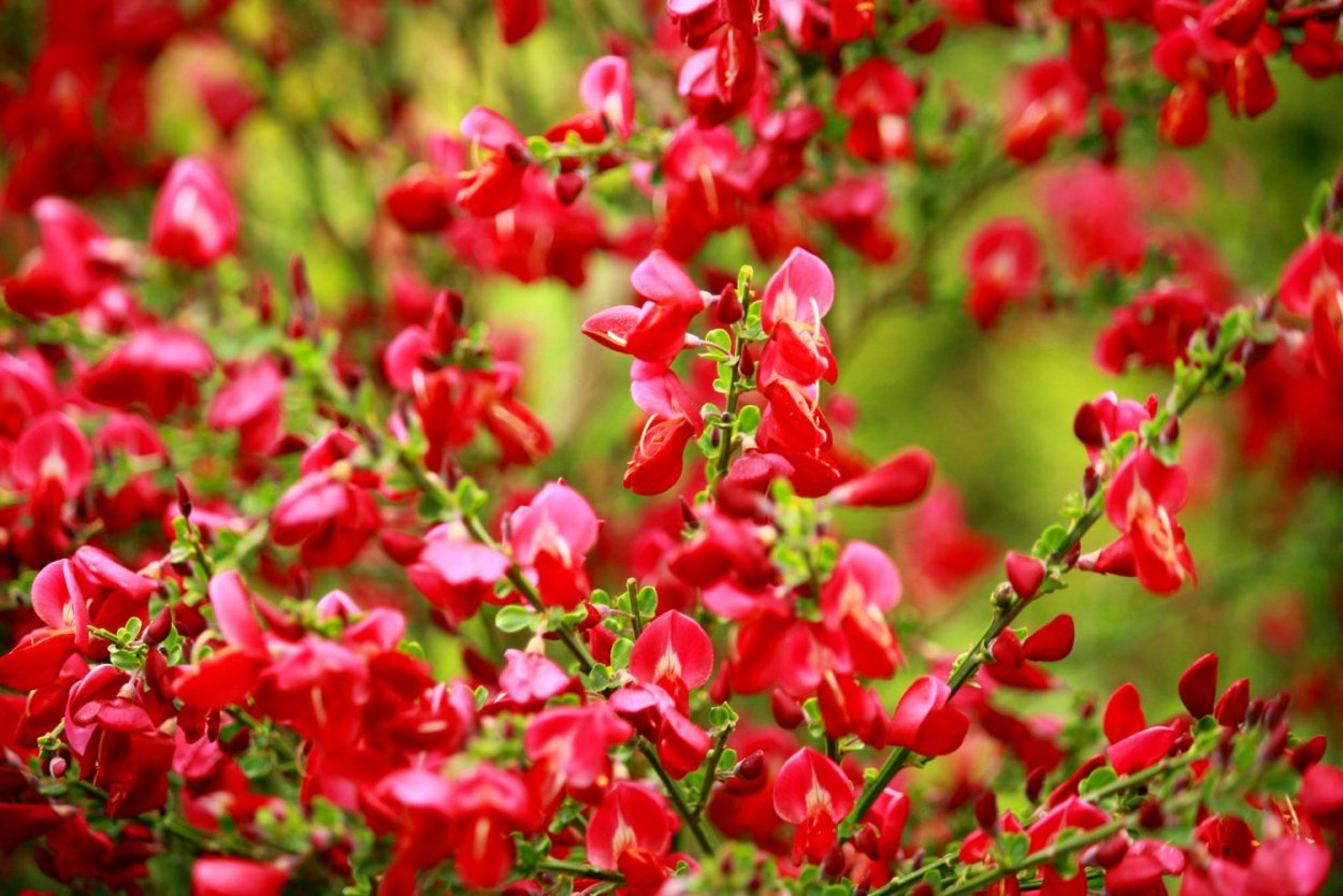 Ракитник Голдфинч