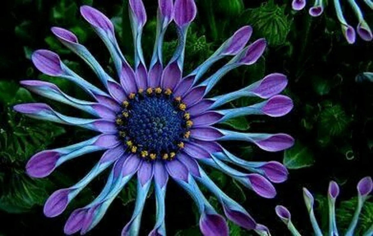 Остеоспермум Капская Маргаритка