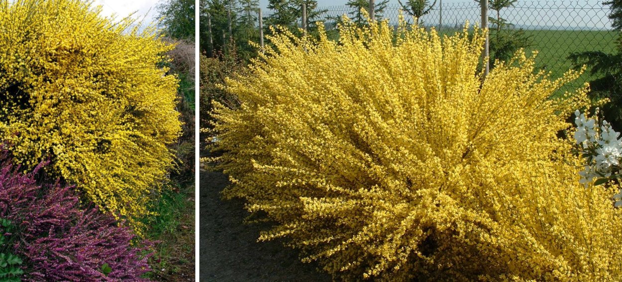 Ракитник ранний ALLGOLD