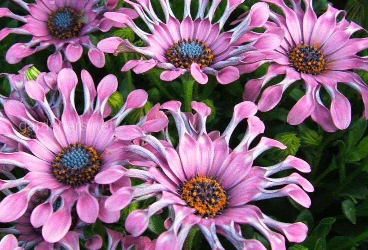 Остеоспермум Капская Маргаритка