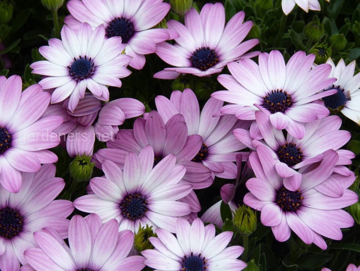 Остеоспермум Гранд каньон микс