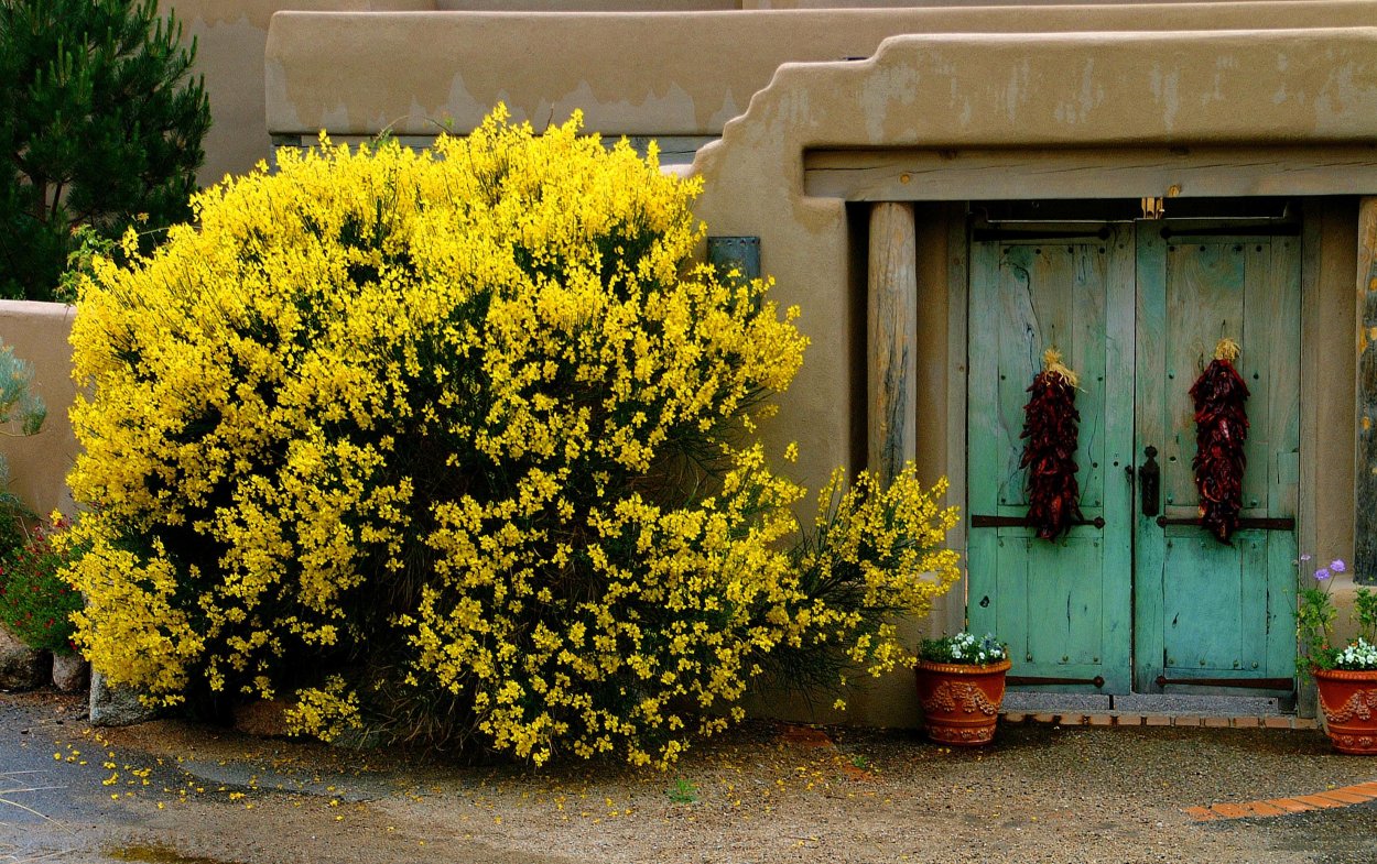 Ракитник Дрок