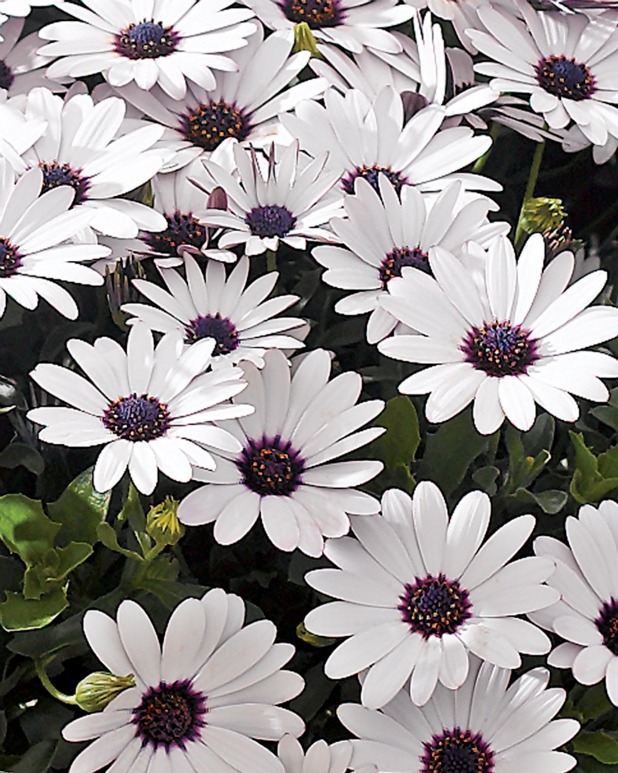 Остеоспермум Санни Феликс