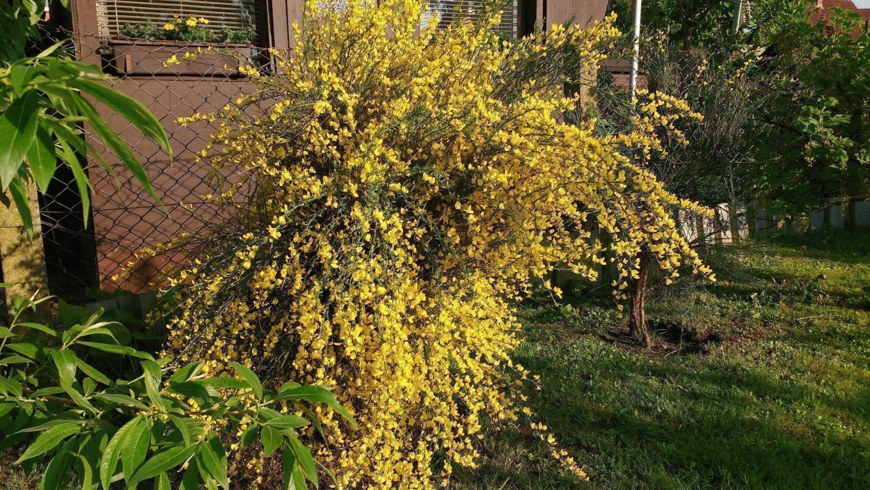 Ракитник Голландия