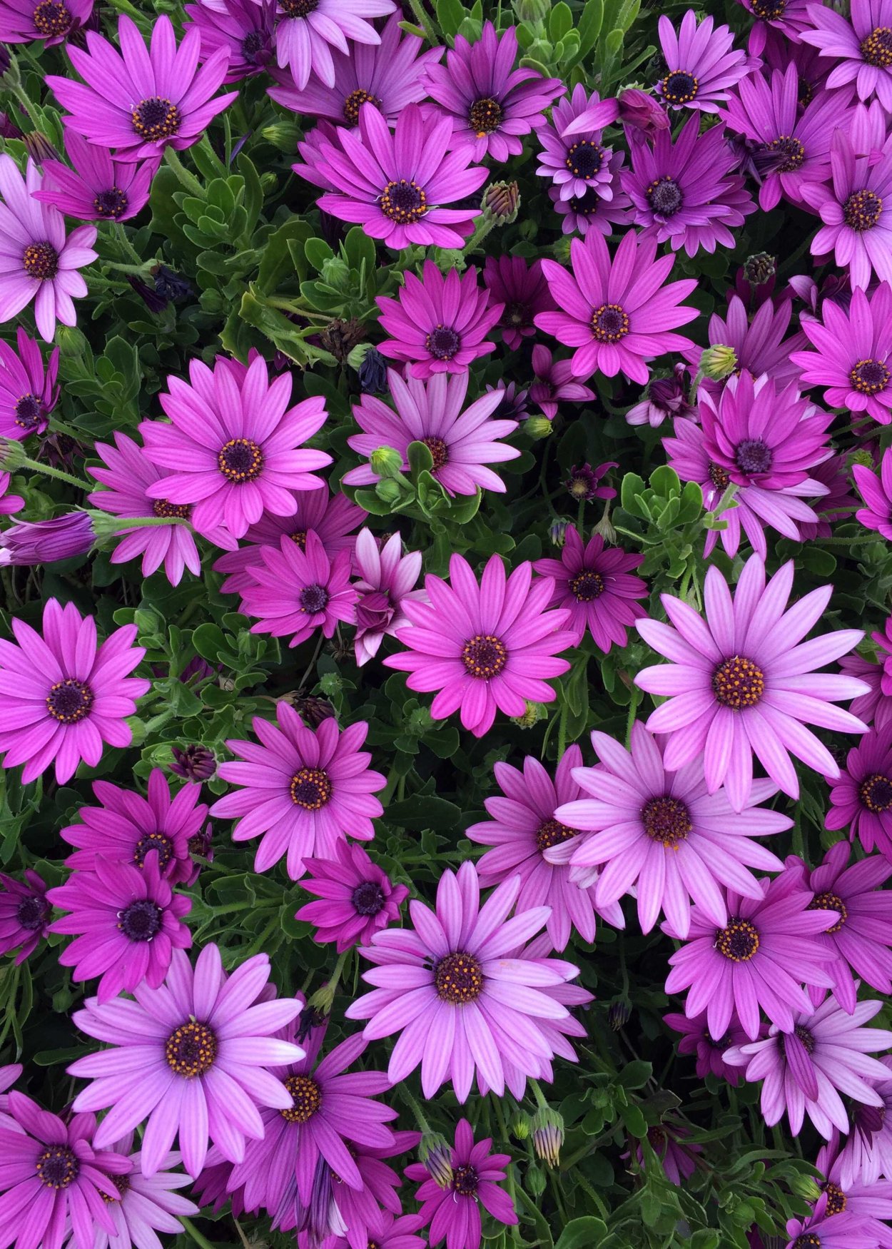 Остеоспермум Акила