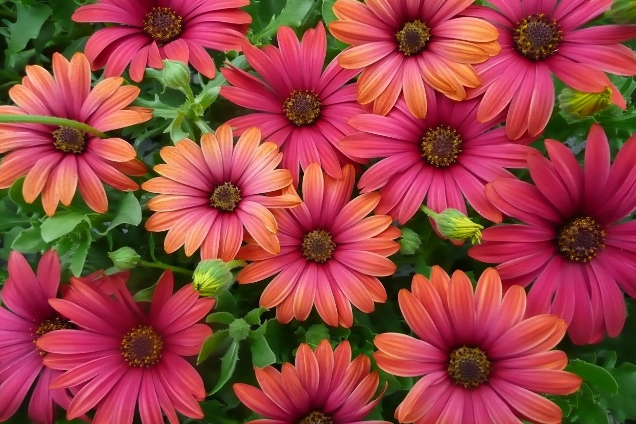 Остеоспермум (Osteospermum)