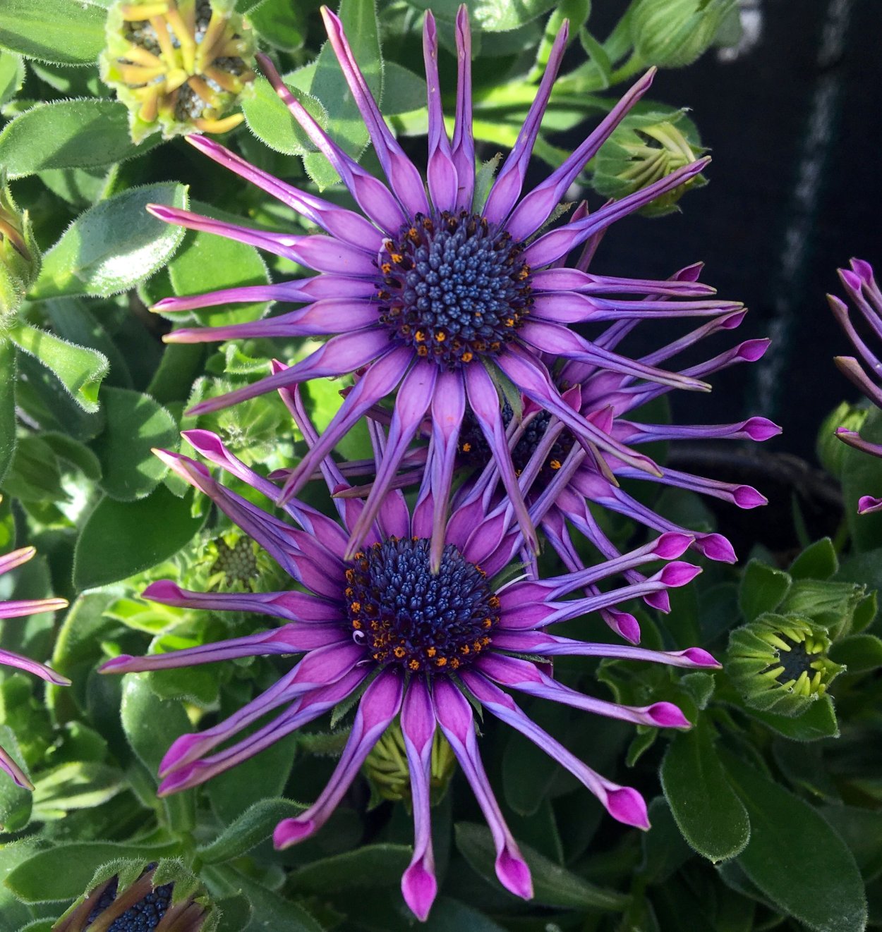 Маргаритка Африканская остеоспермум