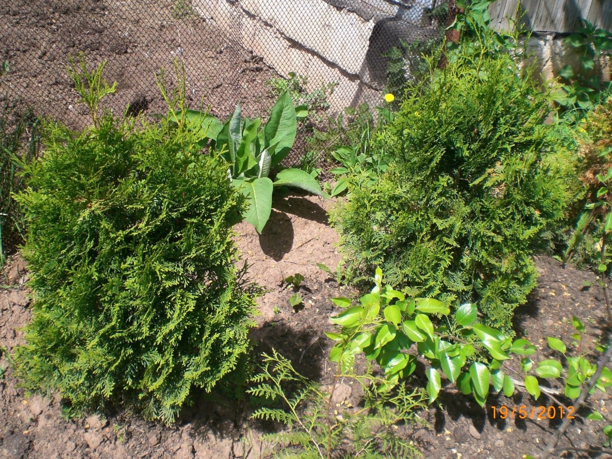 Туя Казацкая