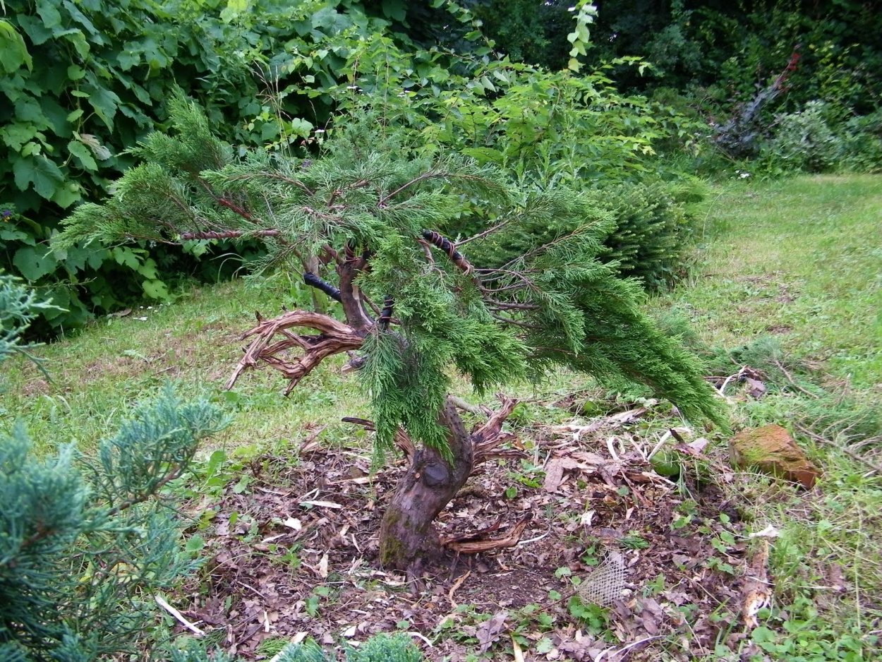 Можжевельник казацкий ниваки