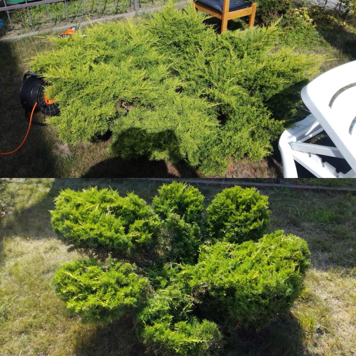 Стрижка можжевельника казацкого ниваки