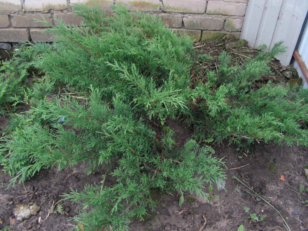 Можжевельник казацкий кронирование