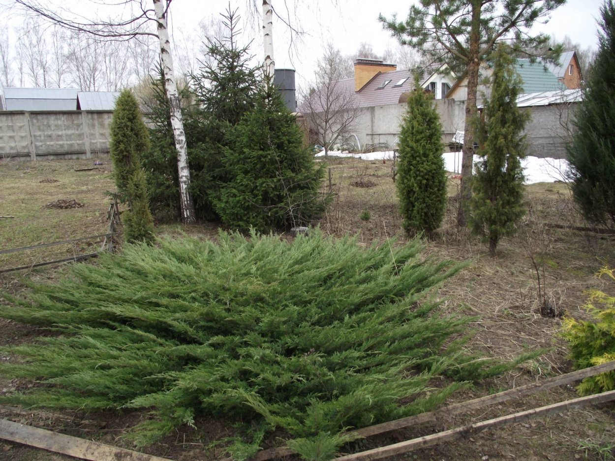 Можжевельник казацкий кронирование