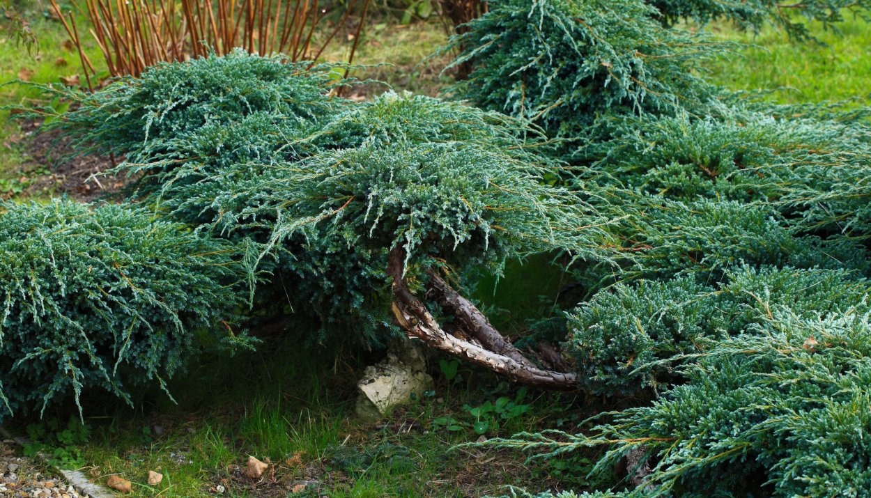Можжевельника с укорачивания корней.