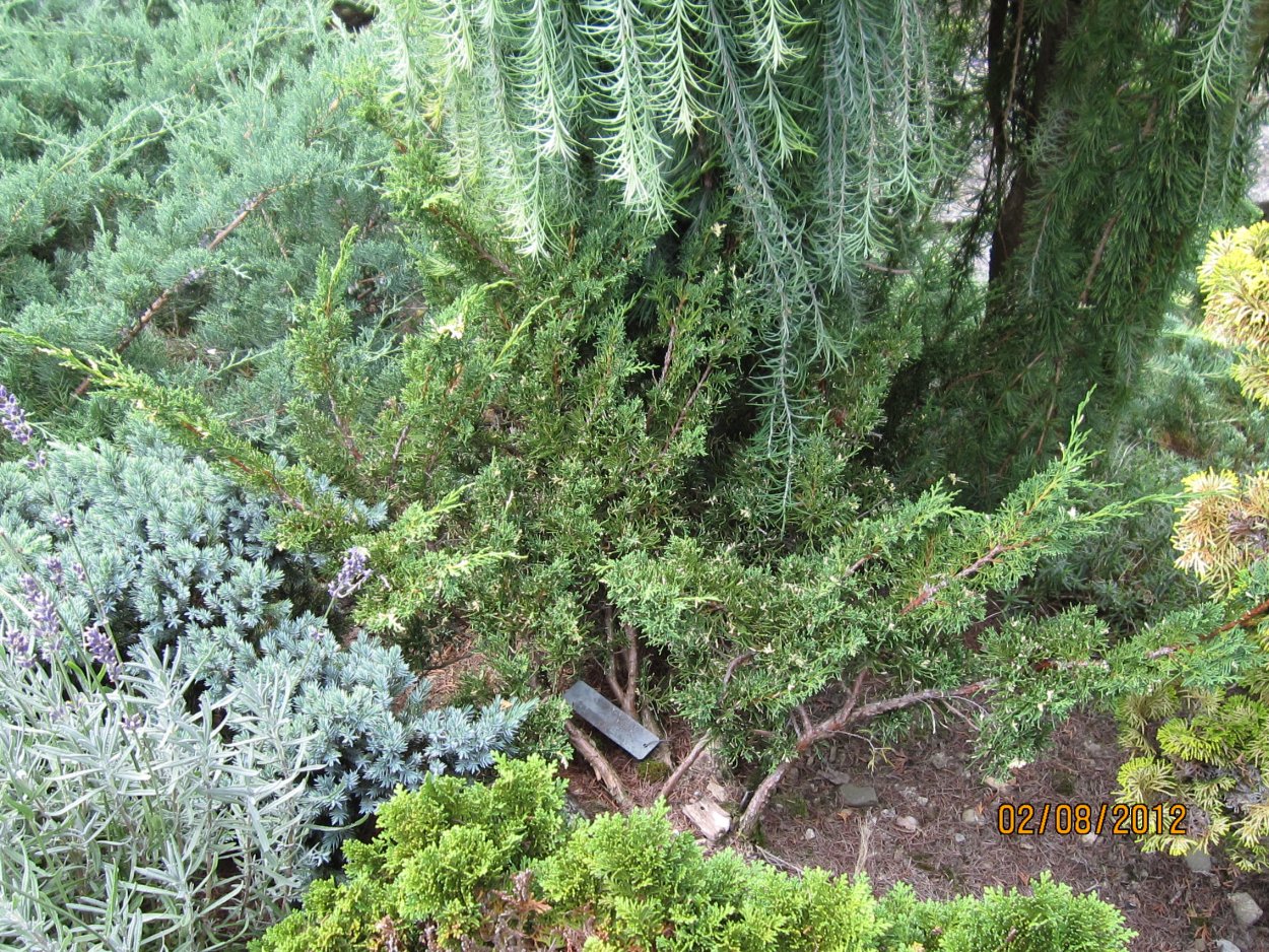 Можжевельник казацкий подстригание