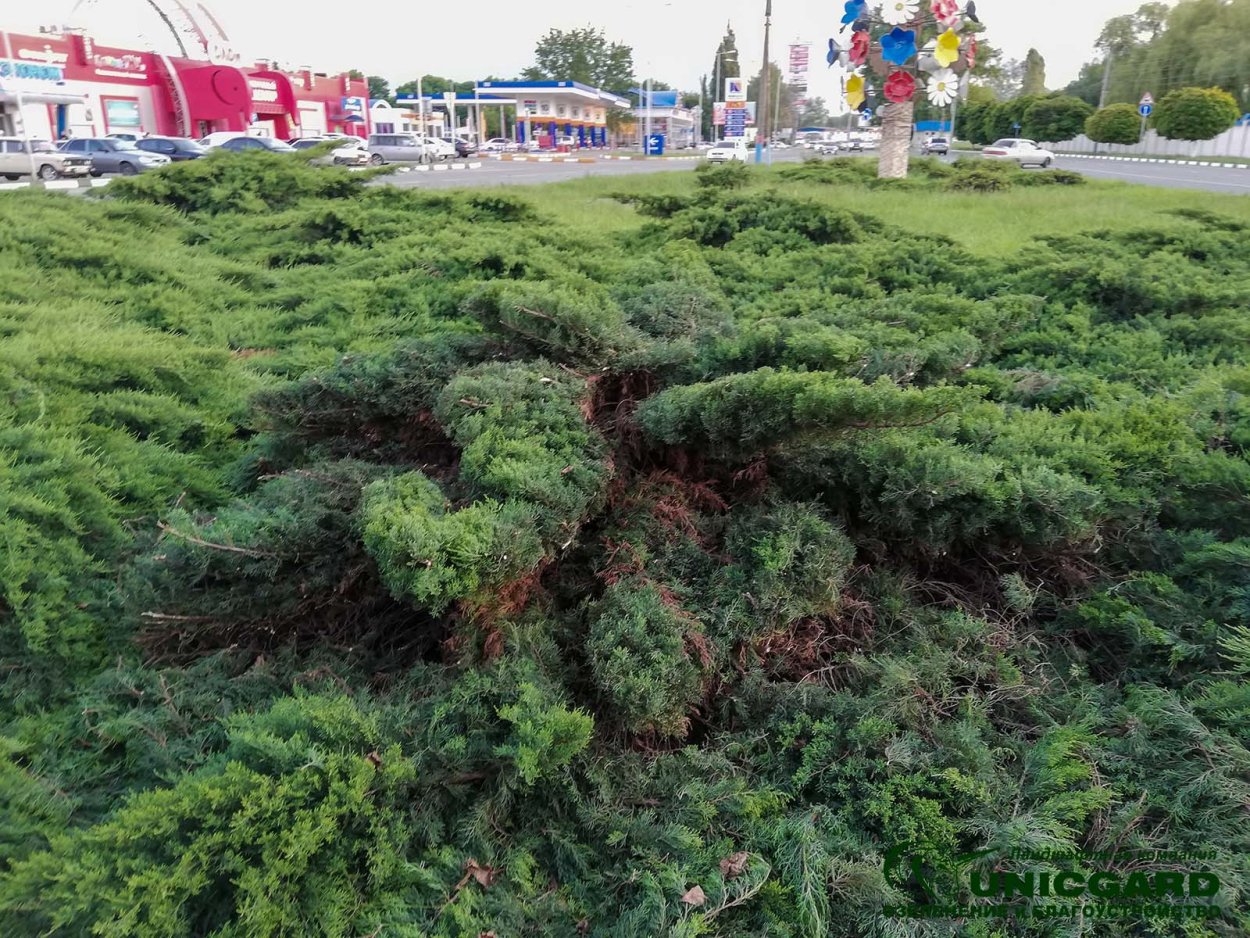 Казацкий можжевельник топиарная стрижка Лилия