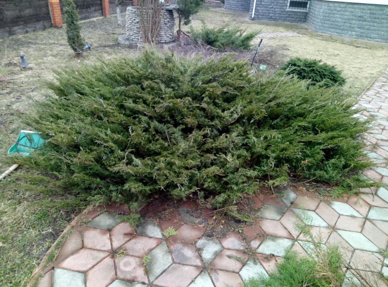 Можжевельник казацкий изгородь