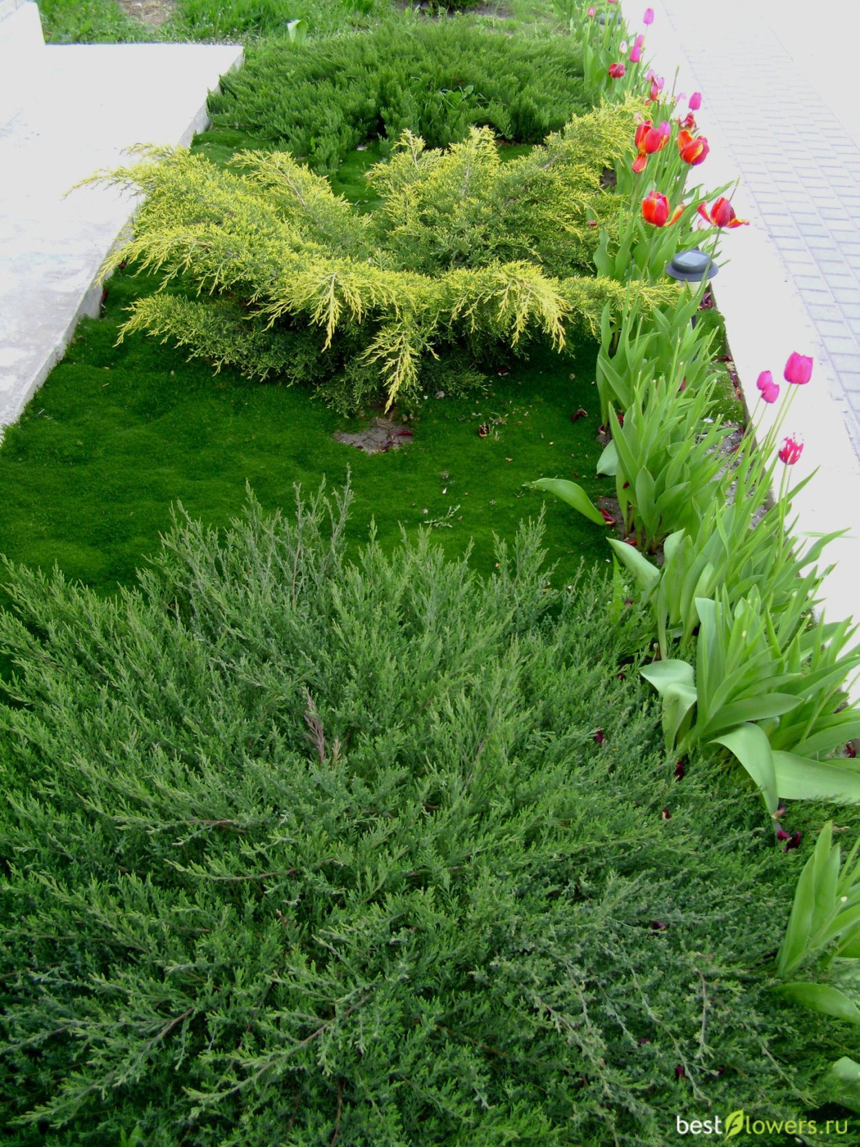 Можжевельник казацкий Вариегата