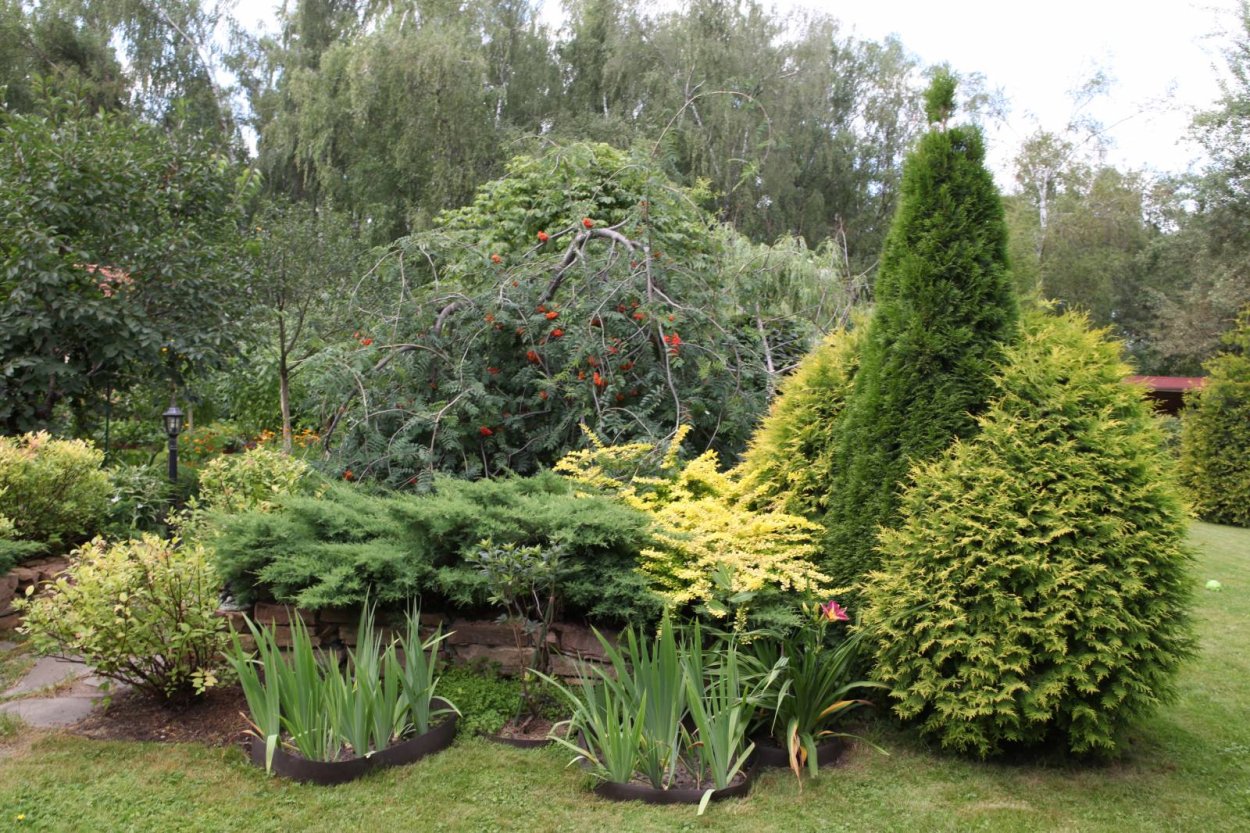 Можжевельник казацкий и Барбарис