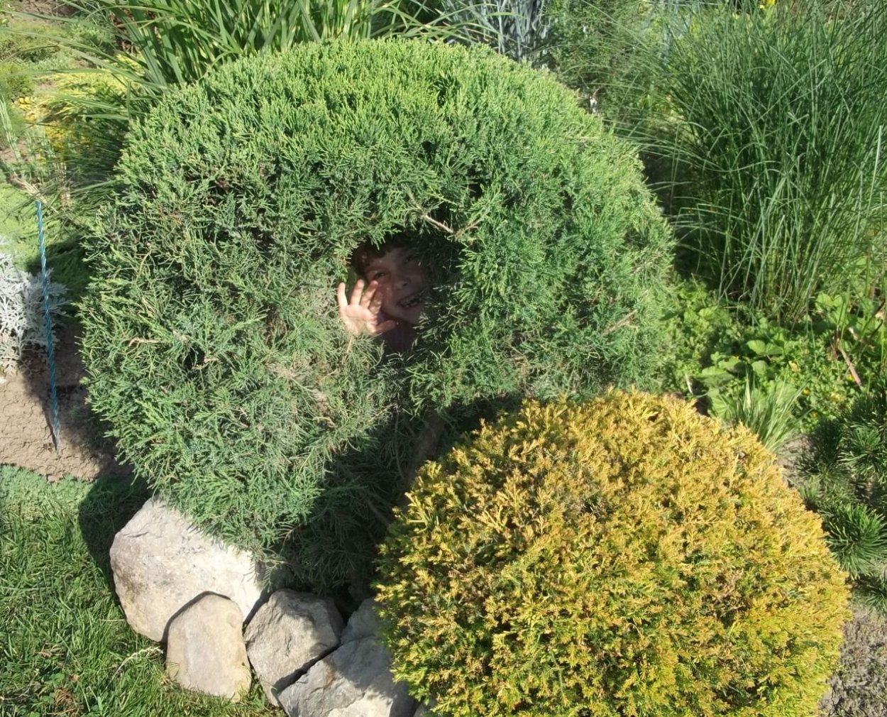 Туя Западная шаровидная Тедди