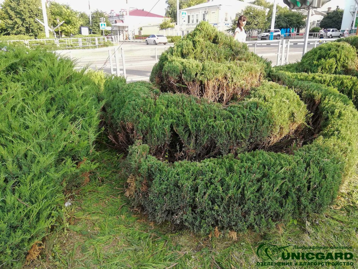 Мастер класс топиарной стрижки