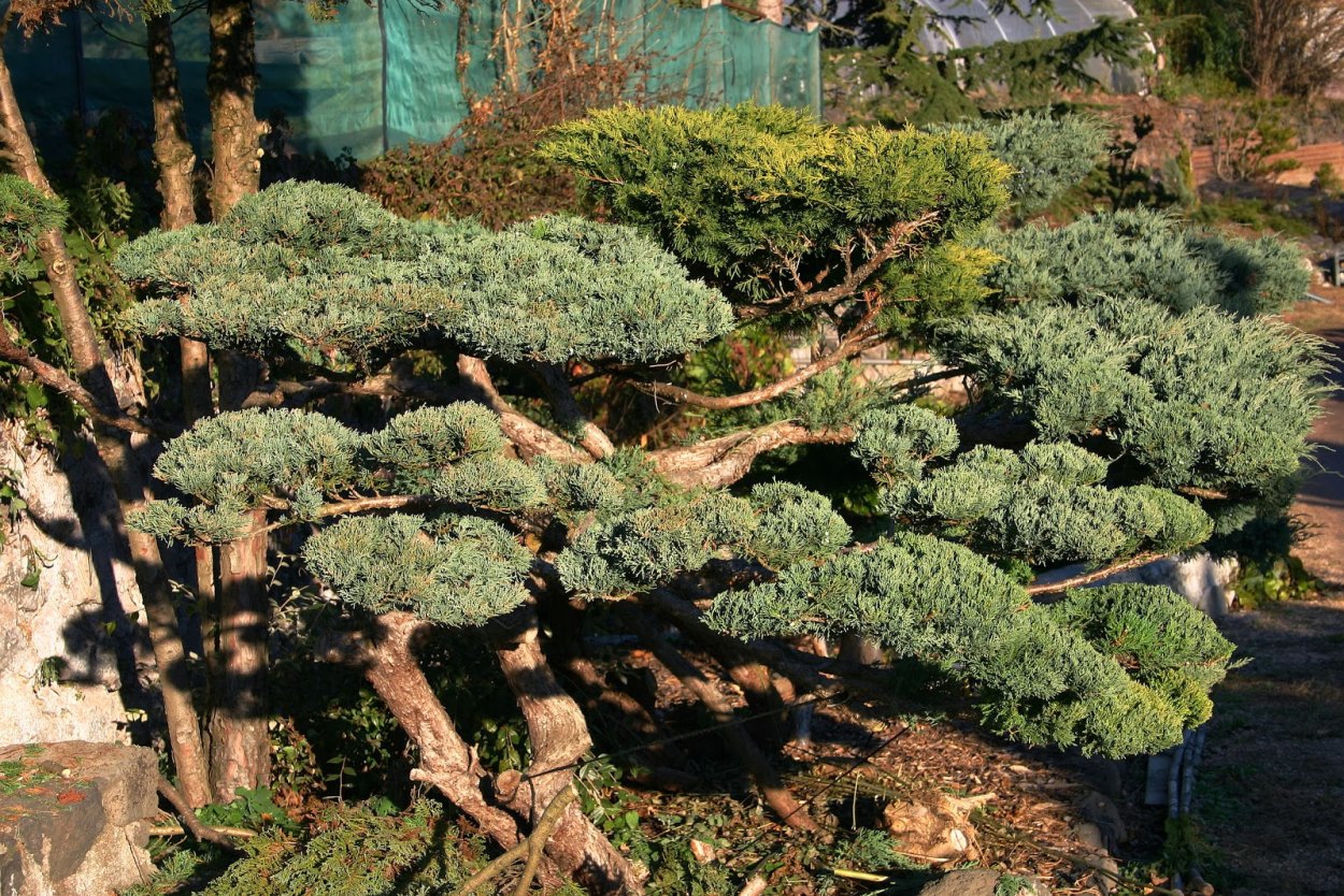 Можжевельник казацкий ниваки