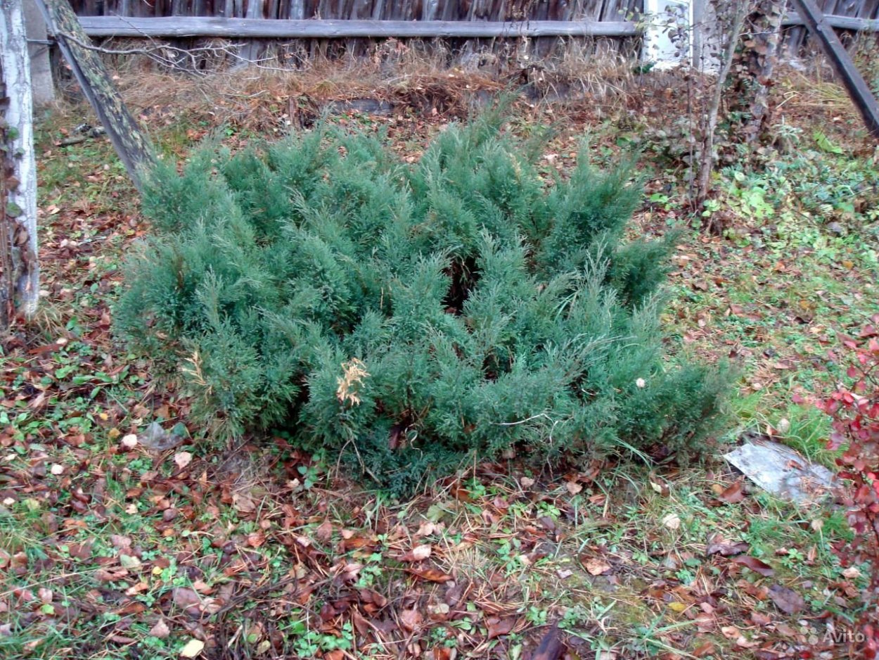 Можжевельник казацкий Баксанский