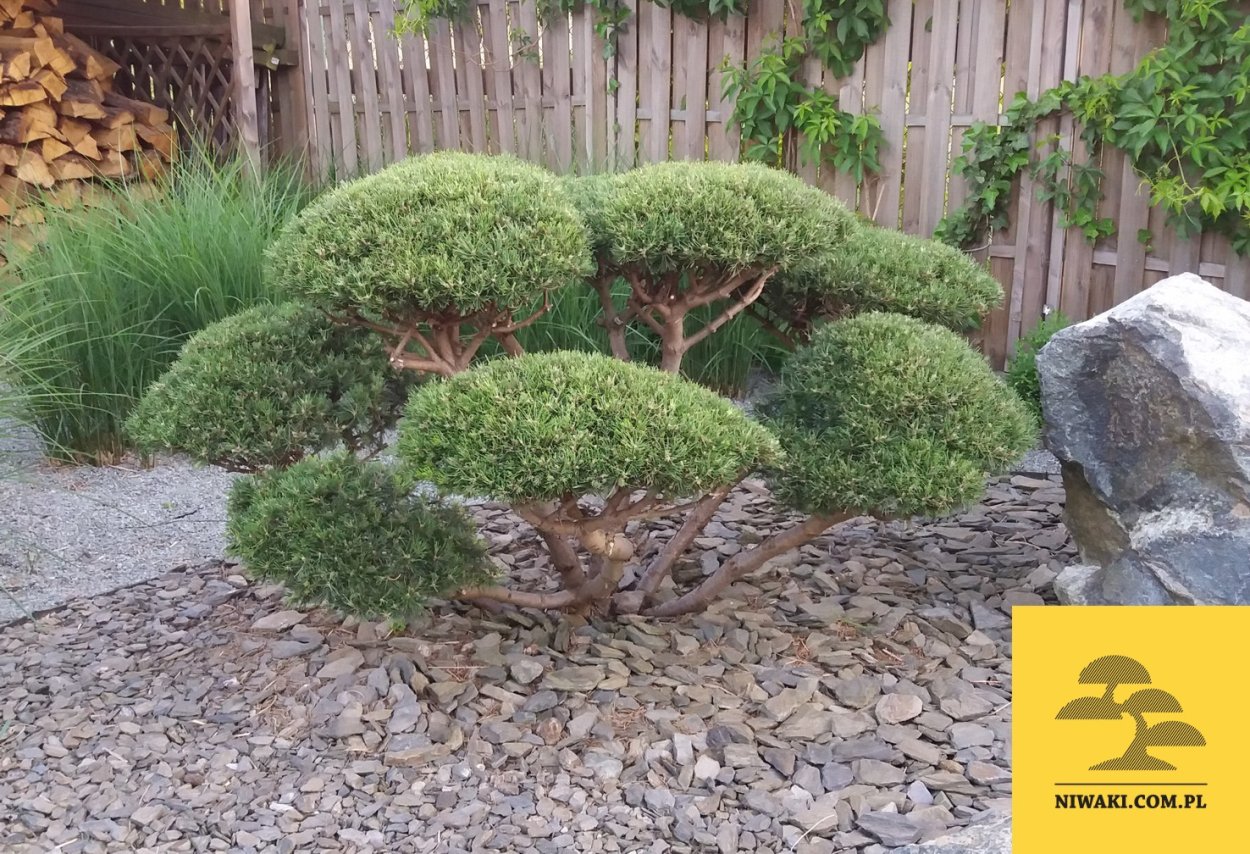 Можжевельник казацкий ниваки