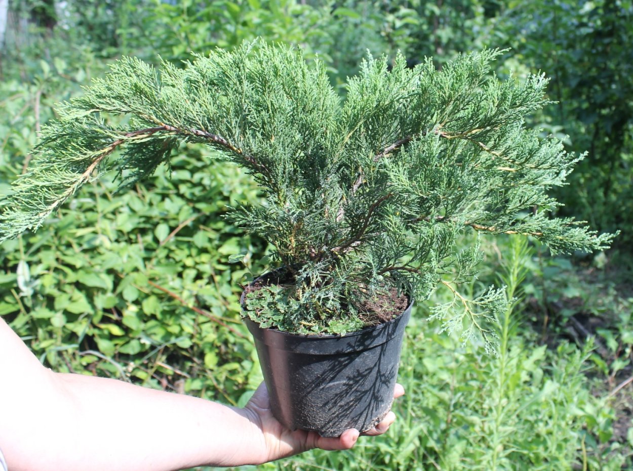 Можжевельник казацкий кронирование