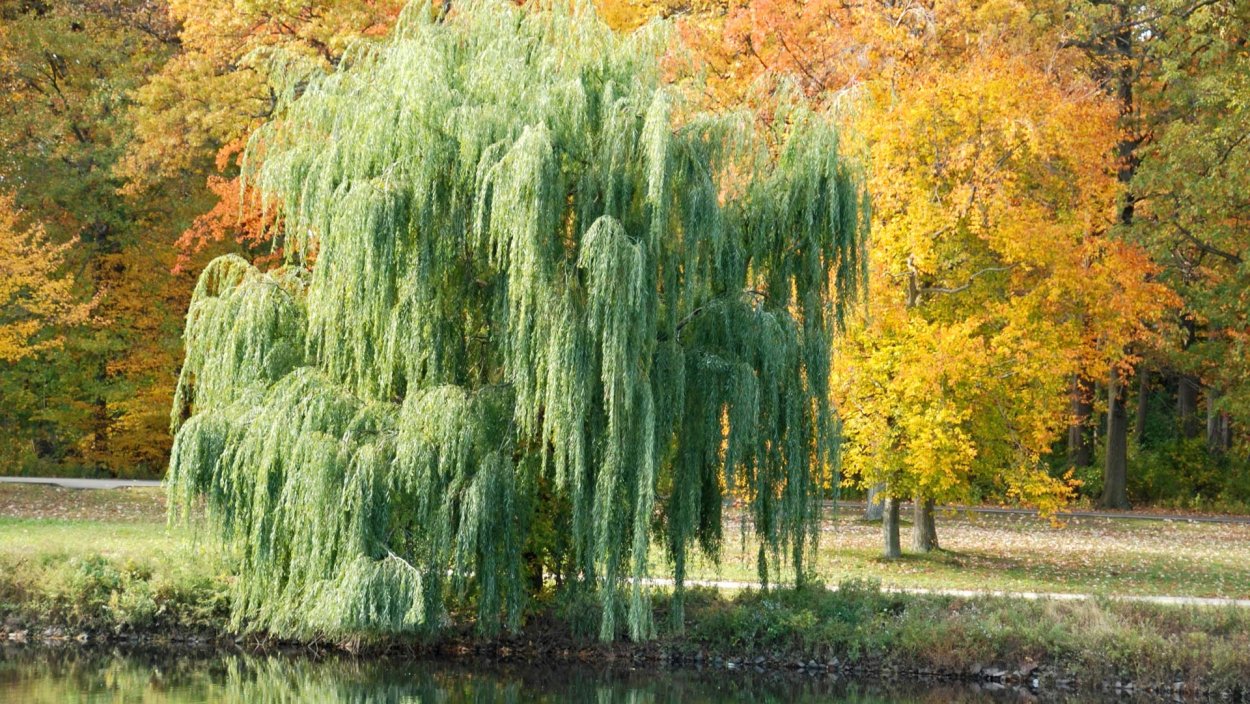 Ива белая плакучая