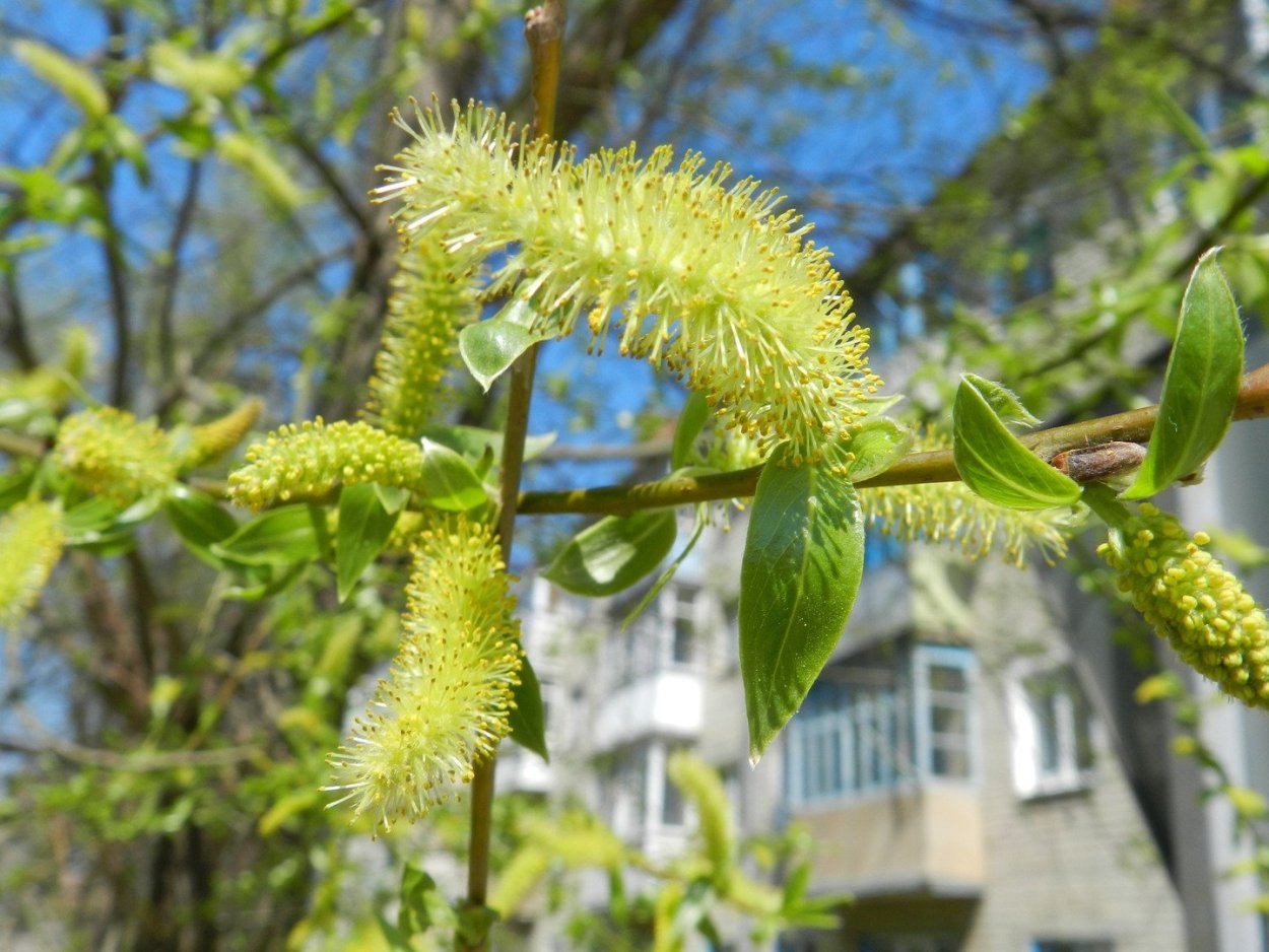 Куст Ракиты