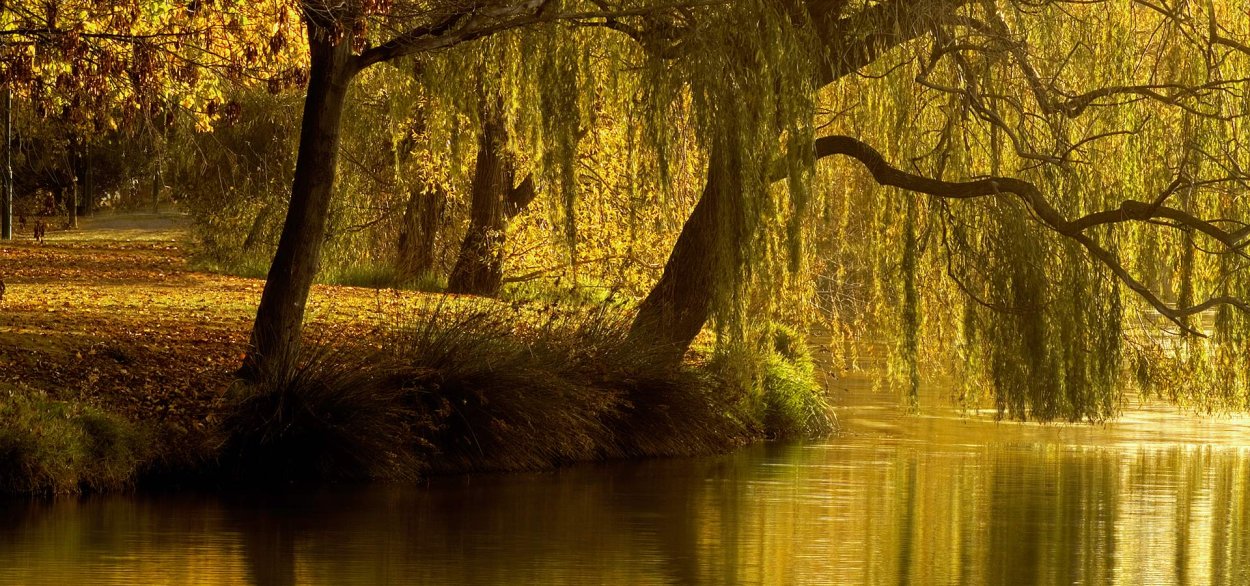 Ракита фото