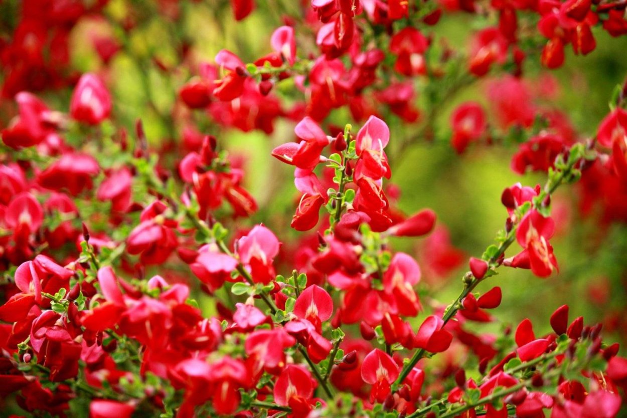 Ракитник растение