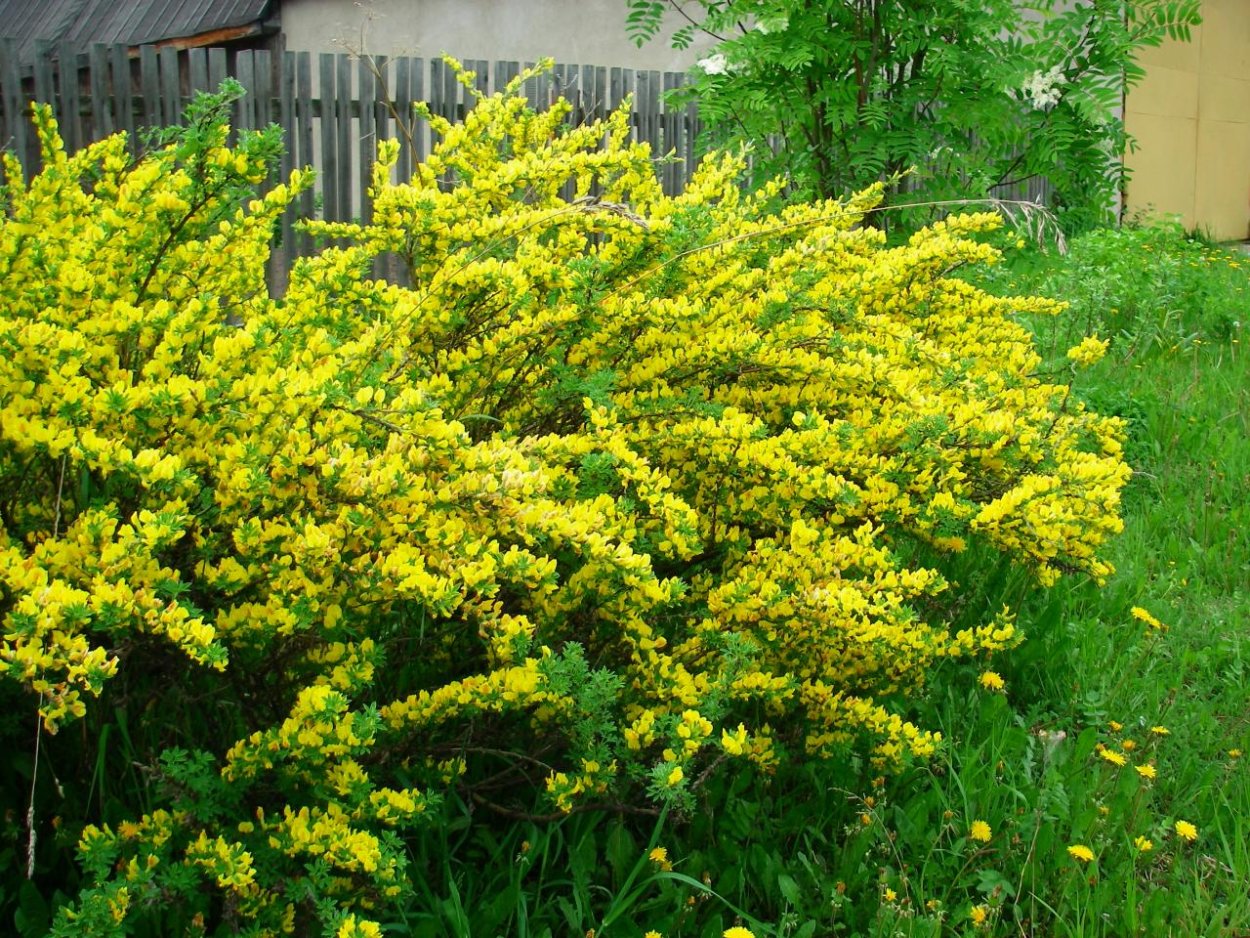 Куст Ракитника