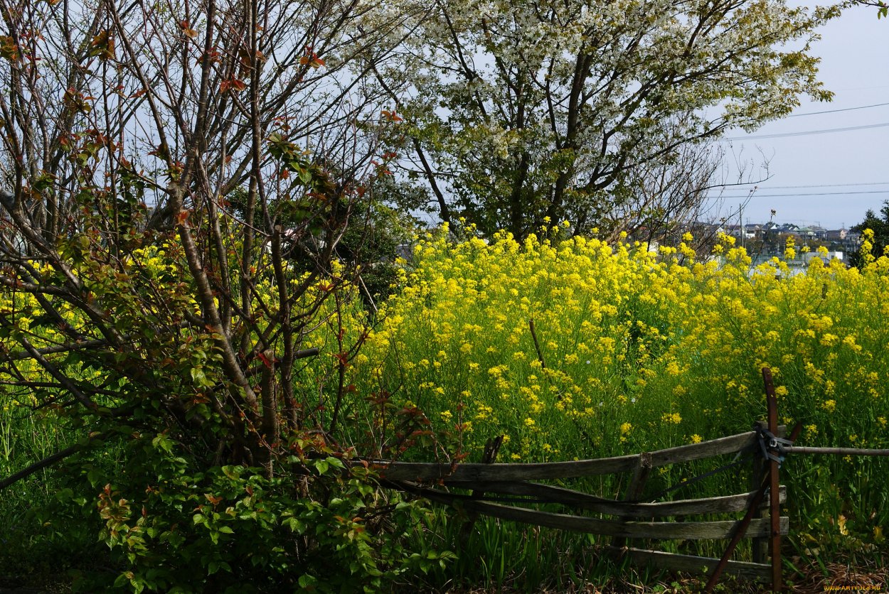 Полевые кусты