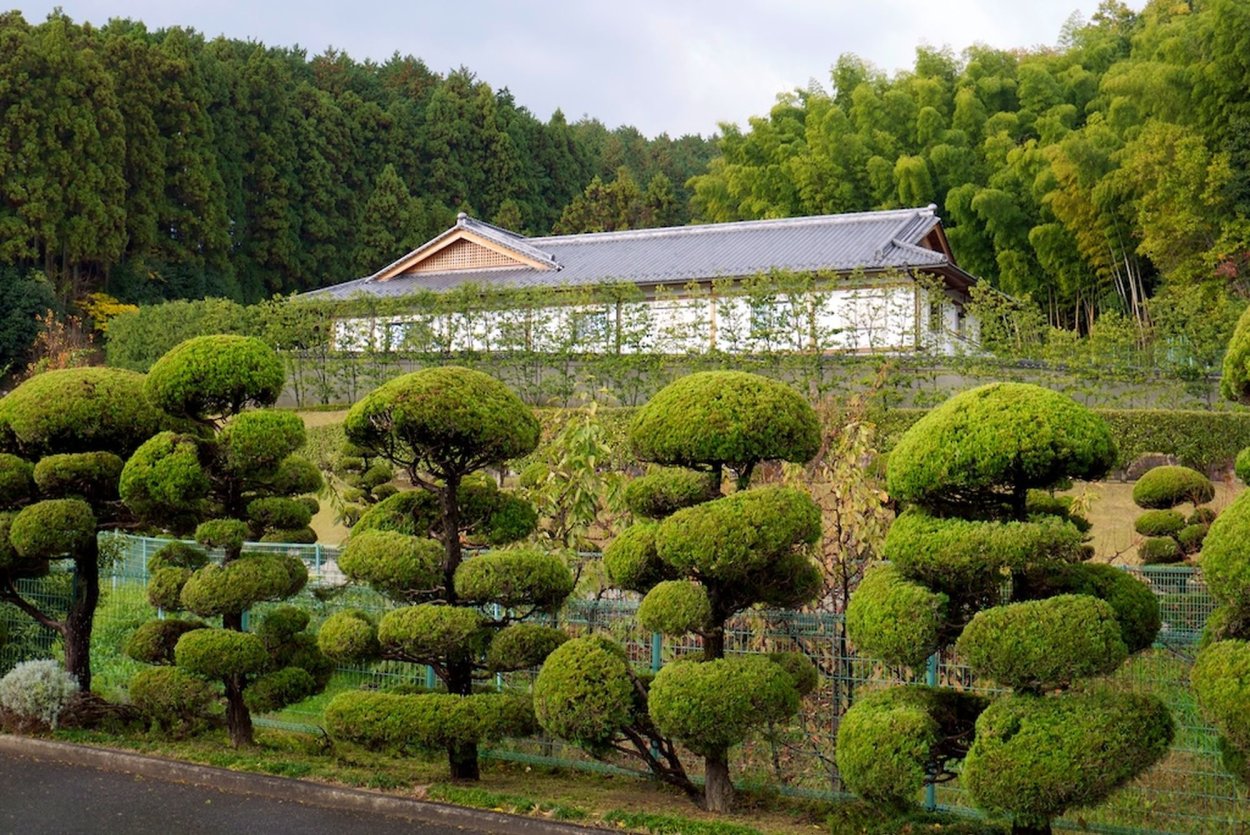 Сосна Горная ниваки