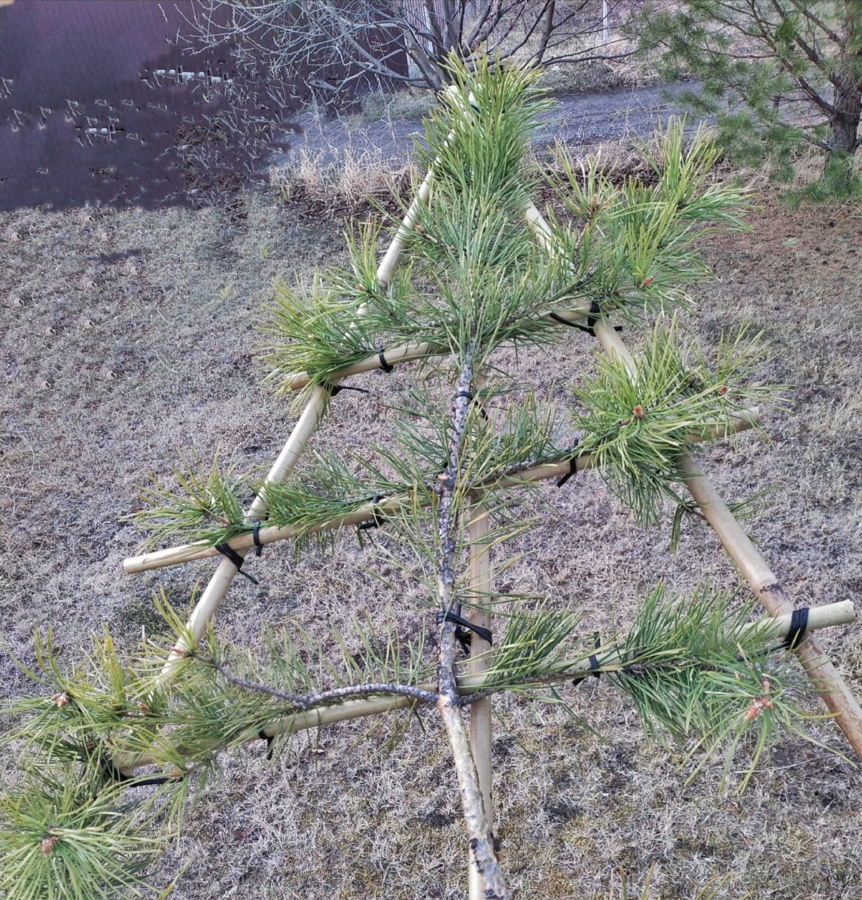 Пальма ниваки