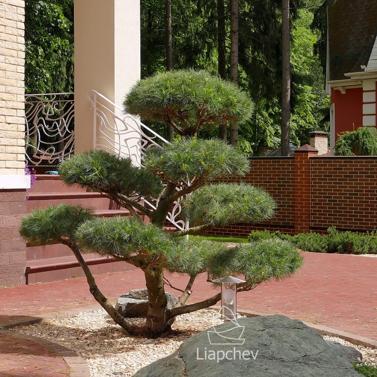 Сосна Веймутова ниваки