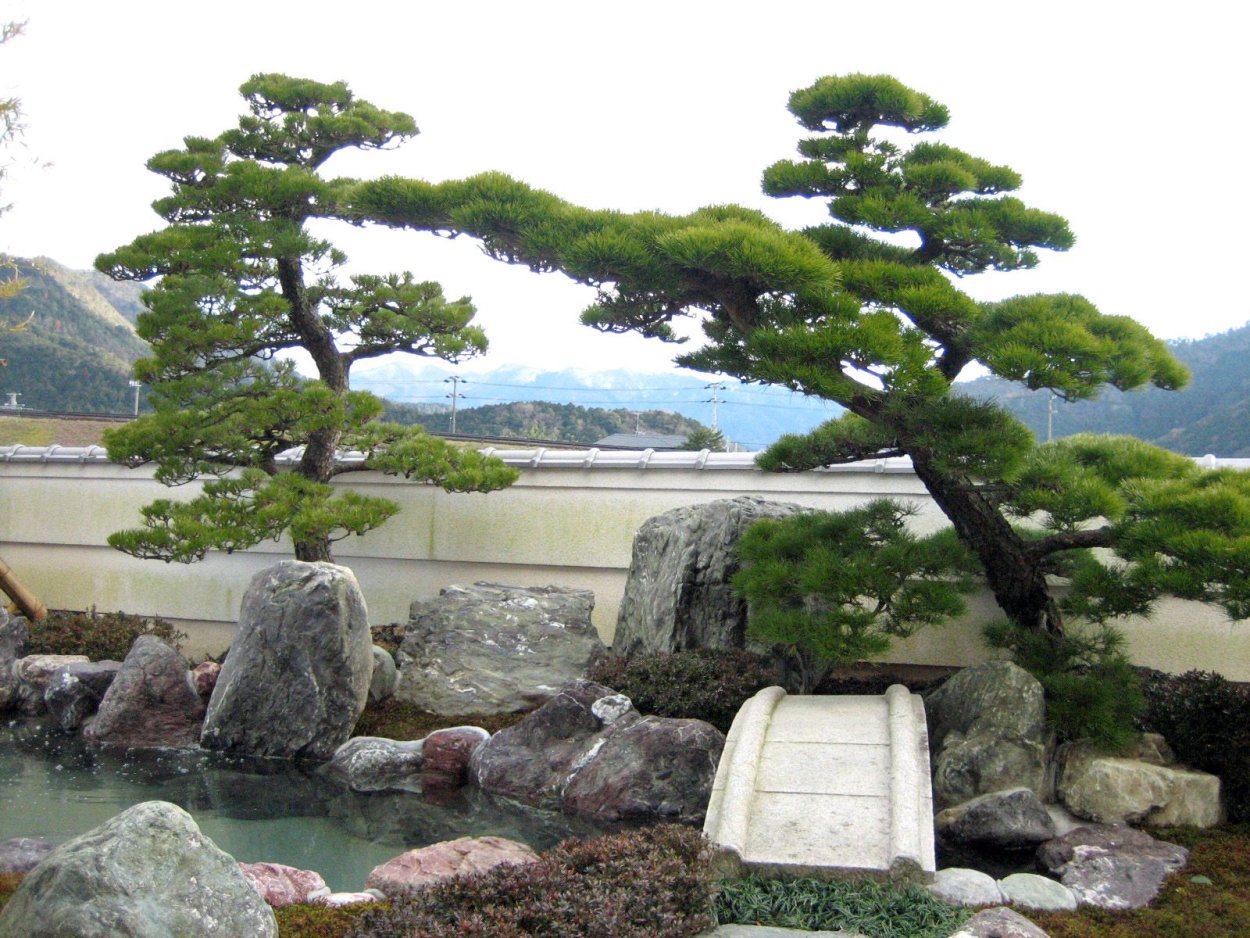 Ниваки в Японии