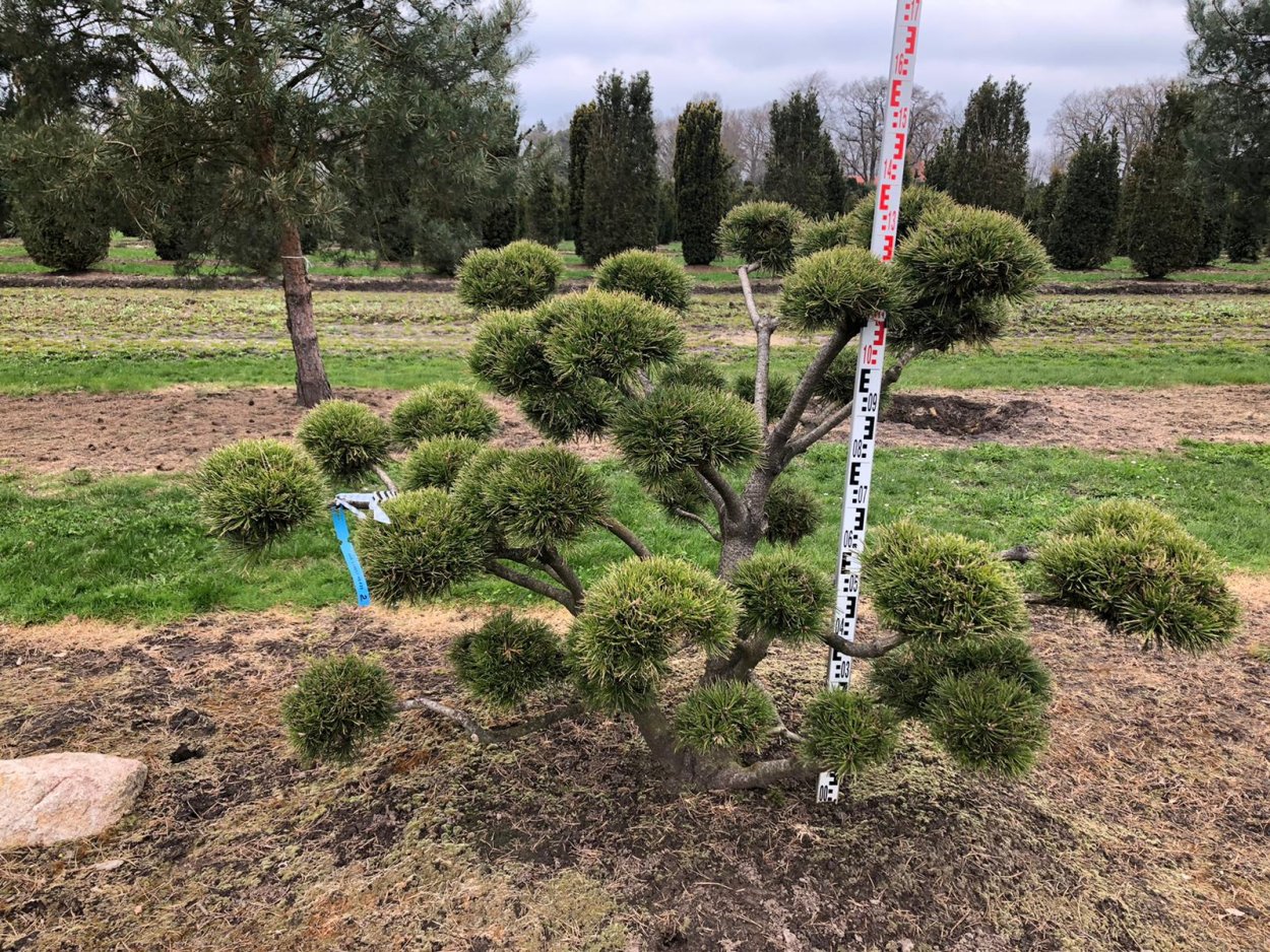 Ниваки из сосны Мугус