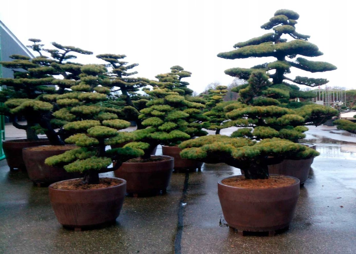 Бонсай ниваки