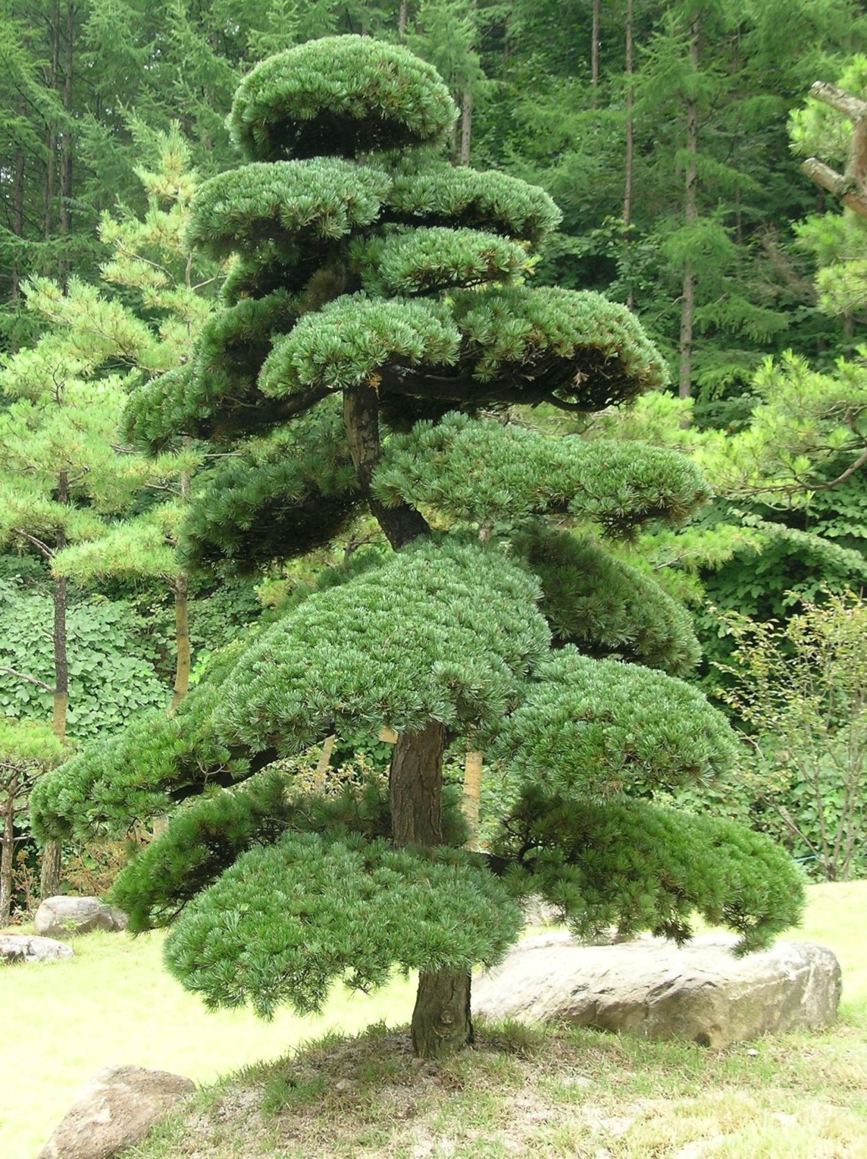 Сосна Веймутова ниваки