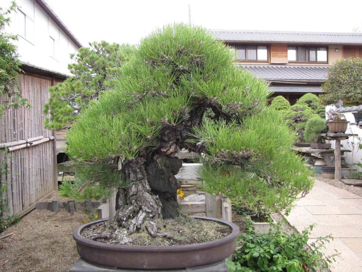 Pinus nigra ниваки