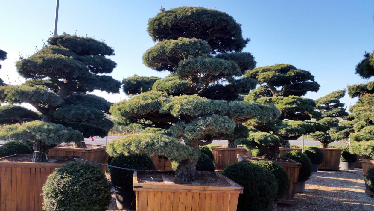 Сосна ниваки