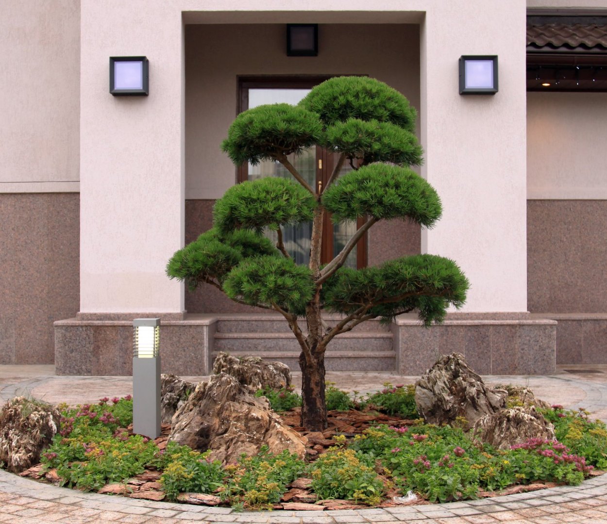 Сосна ниваки рокарий