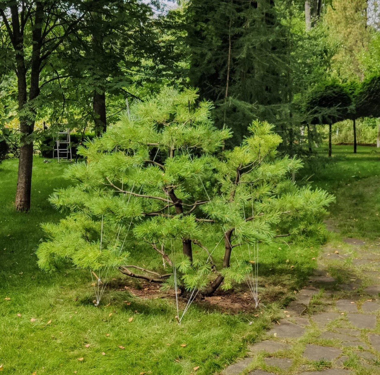 Сосна Веймутова ниваки