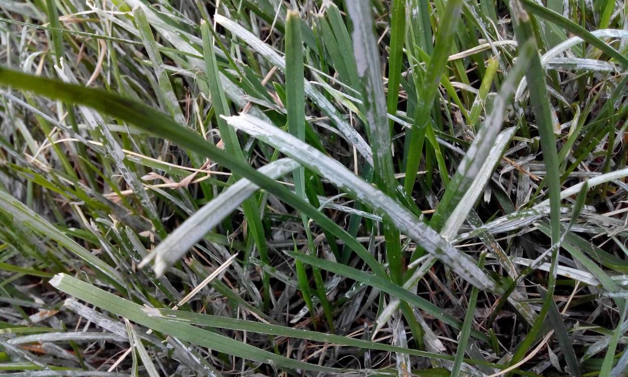 Мятлик мучнистая роса