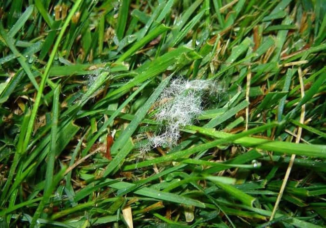 Мятлик мучнистая роса