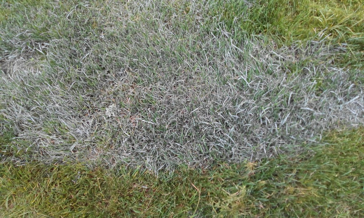 Фузариозная Снежная плесень