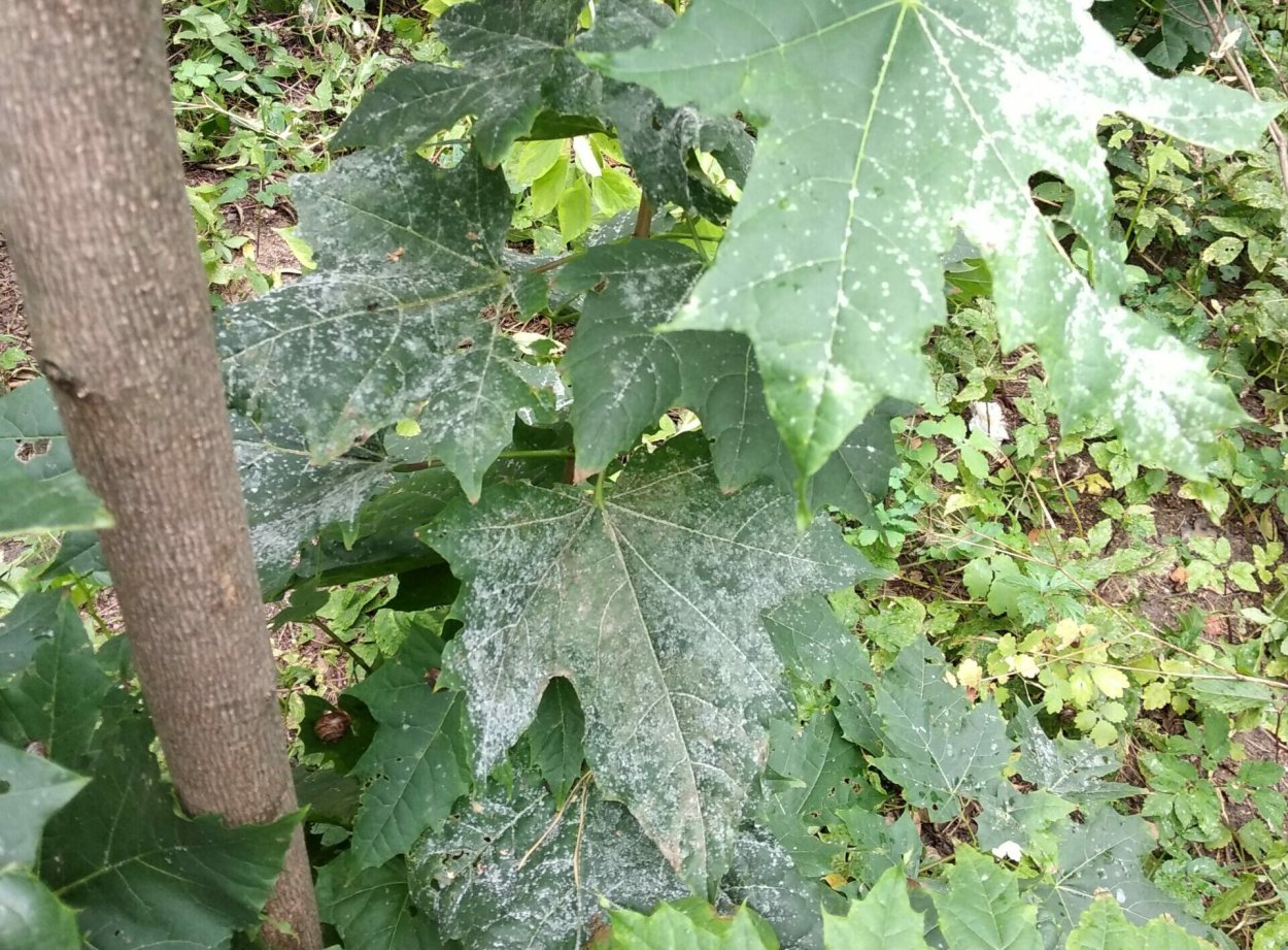 Мучнистая роса клена