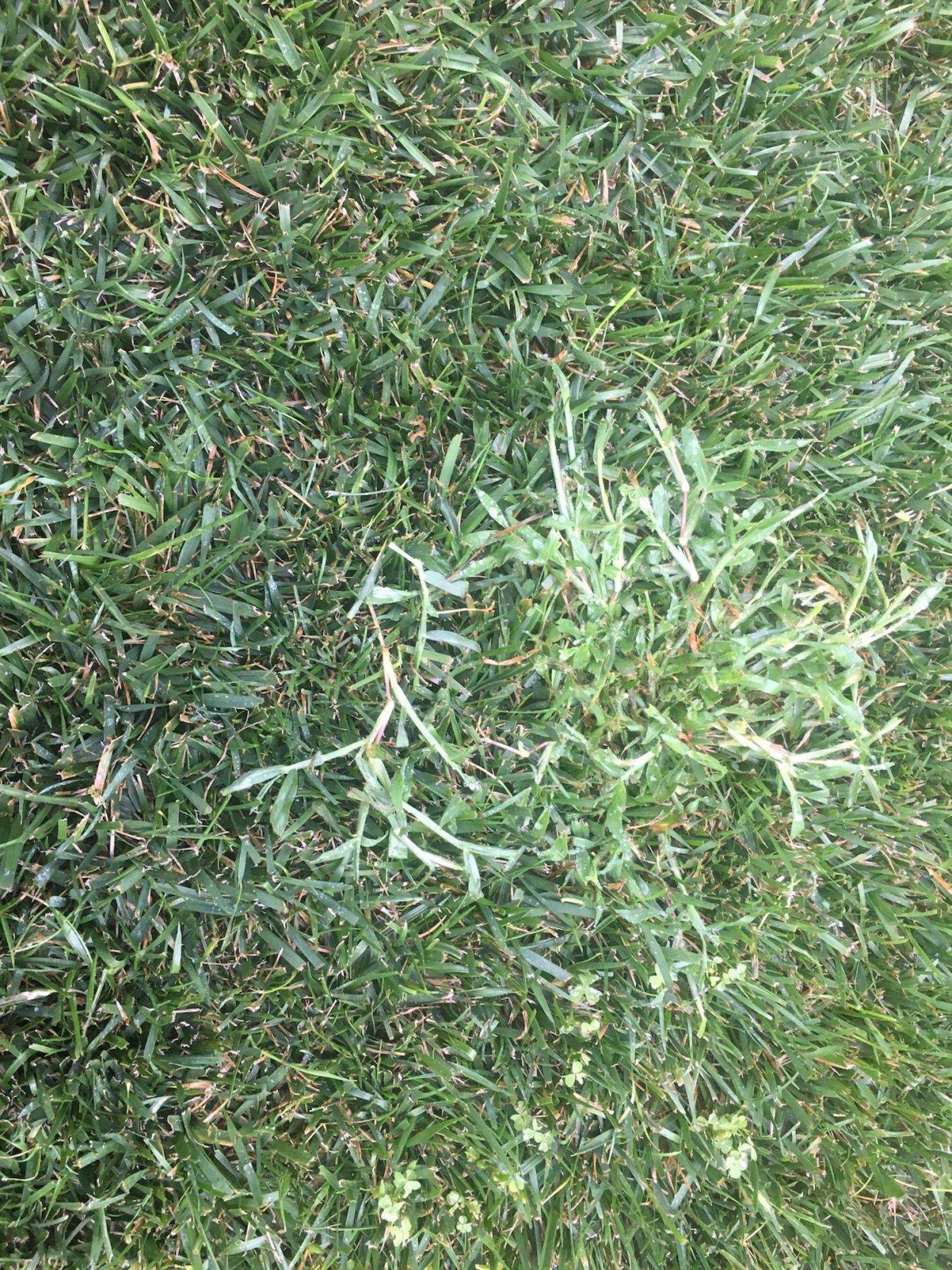 Мучнистая роса на газоне